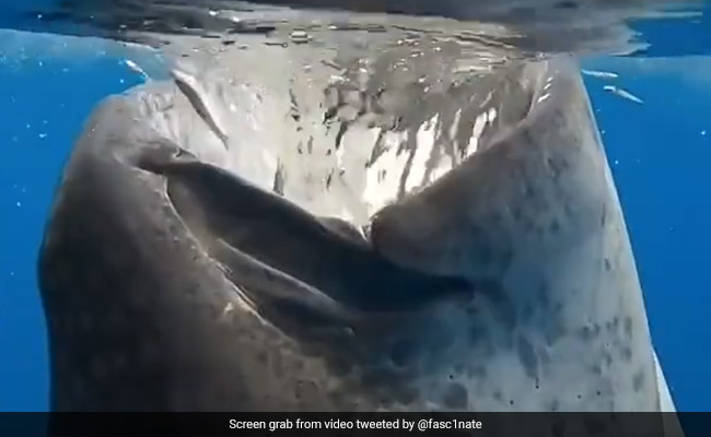 Stunning Video Shows Whale Shark Gulping Down Several Fish In One Go