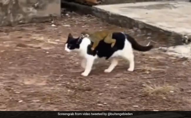 Watch: Monkey Hitches A Ride On Cat's Back, Internet Says, ''Best Taxi Service''