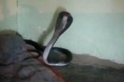 Video: MP Man Finds Venomous Snake Hiding Inside His Blanket, Runs For His Life Video: MP Man Finds Venomous Snake Hiding Inside His Blanket, Runs For His Life