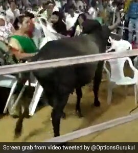 Watch: Bull Runs Through Congress' Gujarat Rally, Ashok Gehlot ...
