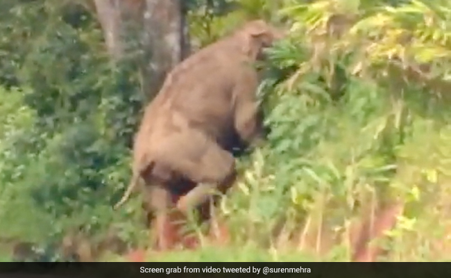 जंगली हाथी को जानबूझकर छेड़ रहे थे लोग, डर से जानवर ने किया कुछ ऐसा, लोग बोले- स्कूटी वाले को पकड़ो...