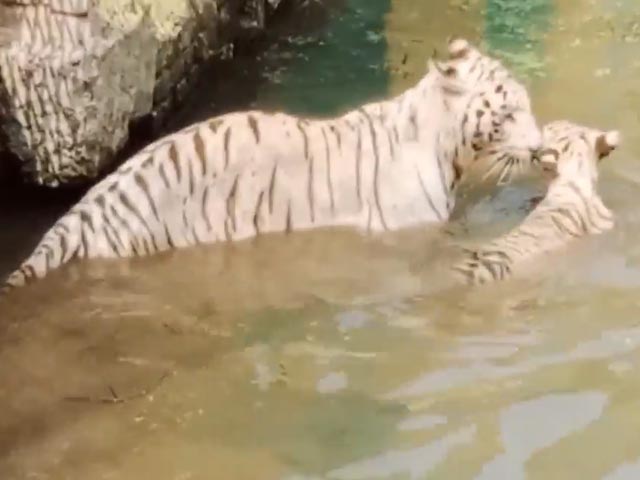 White Tiger Cub The Main Attraction At Chhattisgarh Zoo