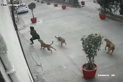 Caught On Camera: Dogs Chase 11-Year-Old Girl In Ghaziabad Caught On Camera: Dogs Chase 11-Year-Old Girl In Ghaziabad