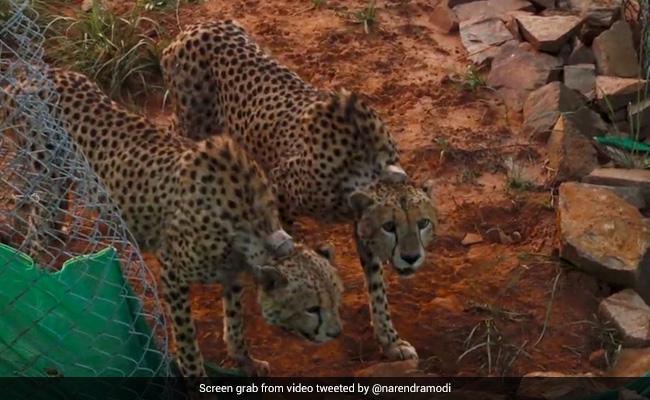 First Kill For 2 Male Cheetahs Brought To India From Africa
