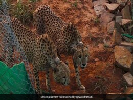 First Kill For 2 Male Cheetahs Brought To India From Africa First Kill For 2 Male Cheetahs Brought To India From Africa