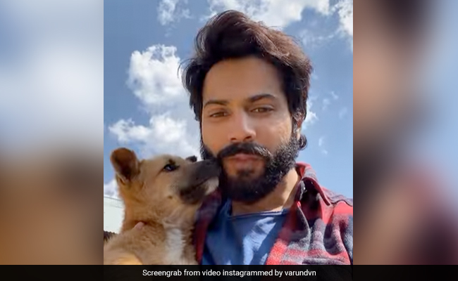 World, Meet Varun Dhawan's Furry Friend From The Sets Of <i>Bhediya</i>