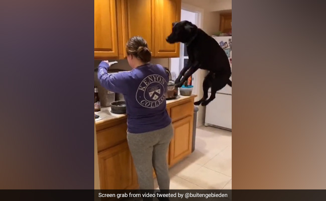 Viral Video: Dog Jumps In Excitement After Seeing Its Meal, Internet In Splits