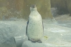 Mumbai Zoo Welcomes 3 Baby Penguins Mumbai Zoo Welcomes 3 Baby Penguins