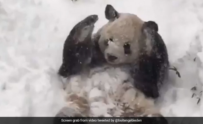 बर्फ में खेलते और मस्ती करते क्यूट पांडा ने जीता लोगों का दिल, Video देख चेहरे पर आ जाएगी स्माइल