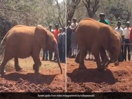 हाथी के बच्चे ने दौड़ते-दौड़ते अपनी ही सूंड को कुचल दिया, फिर सूंड को लगा नचाने, मज़ेदार Video वायरल हाथी के बच्चे ने दौड़ते-दौड़ते अपनी ही सूंड को कुचल दिया, फिर सूंड को लगा नचाने, मज़ेदार Video वायरल