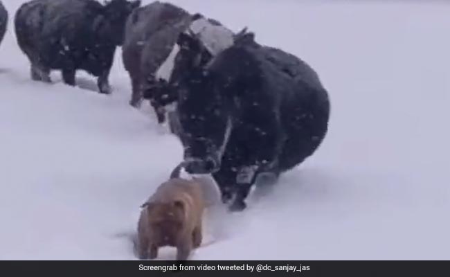 Viral Video Shows A Dog Making Way For A Herd Of Cattle In Snow