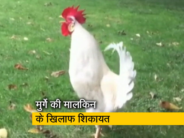 मुर्गे की बांग से परेशान डॉक्‍टर, थाने में पड़ोसी के खिलाफ दर्ज कराई शिकायत