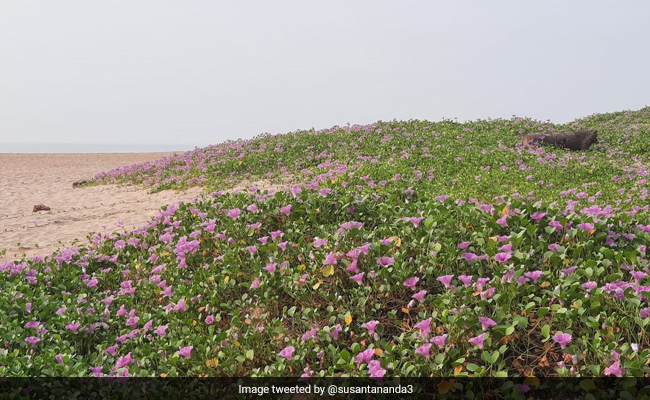 Odisha's 'Beach of Flowers' Captivates Internet, Forest Officer Shares Beautiful Pics