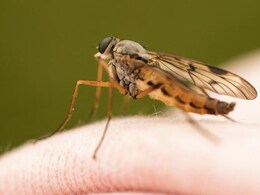 "She Couldn't Walk": Australian Girl, 9, Contracts Rare Infection After Scratching Mosquito Bite