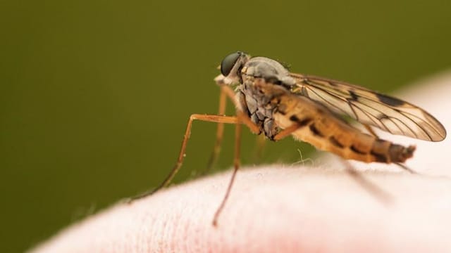 Mosquitoes are attracted to carbon dioxide, heat, lactic acid, and other chemicals that humans emit