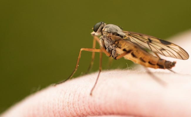 Mosquitoes are attracted to carbon dioxide, heat, lactic acid, and other chemicals that humans emit