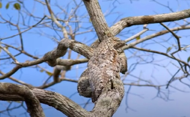 तस्वीर में छिपी है एक प्यारी चिड़िया, खोजने वाले कहलाएंगे तेज़, 30 सेकंड में जवाब दें