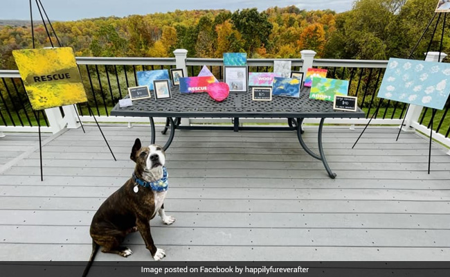 Video Of One-Eared Dog Van Gogh Painting With Its Tongue Goes Viral