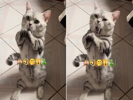 Video: नागिन धुन बजते ही हाथ उठाकर बलखाने लगी बिल्ली, दिल हार बैठे यूजर्स Video: नागिन धुन बजते ही हाथ उठाकर बलखाने लगी बिल्ली, दिल हार बैठे यूजर्स