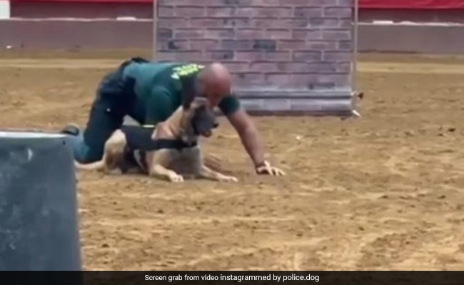 Watch: Security Dog's Alertness In A Mock Drill With His Handler Wins Hearts Online