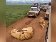 Video: खूंखार शेरों ने सड़क पर बोल दिया धावा, डर के मारे टूरिस्ट्स की होगी हवा टाइट