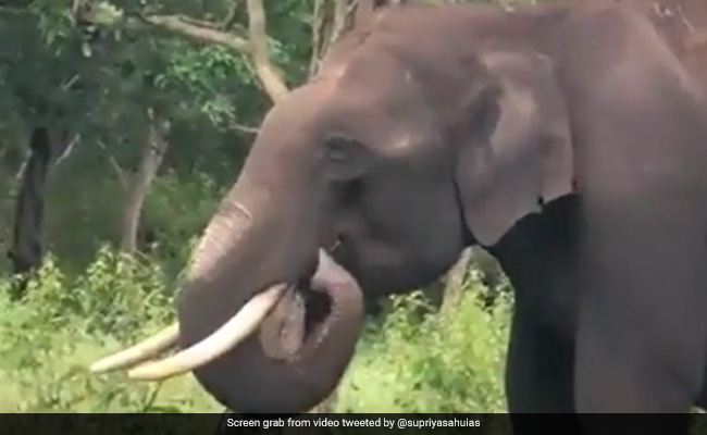 Bureaucrat Shares "Disheartening" Video Of Elephant Chewing Plastic, Internet Calls For Action