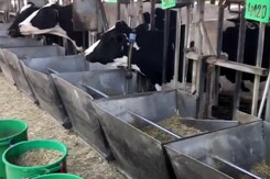 Israeli Closed-Loop Cowshed Ecosystem Sets Example For The World In Dairy Industry Israeli Closed-Loop Cowshed Ecosystem Sets Example For The World In Dairy Industry