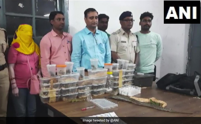 Woman Carrying Exotic Snakes, Lizards On Train Arrested In Jharkhand