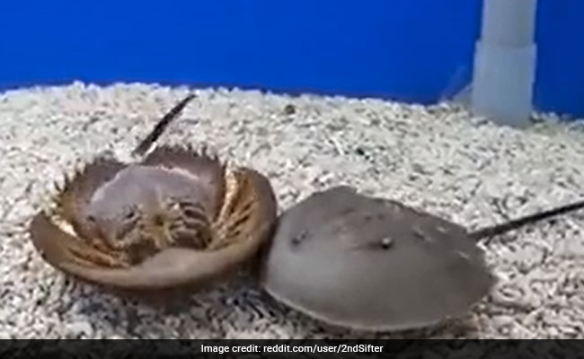 Video Showing Horseshoe Crab Helping Its Overturned Buddy Flip Is Winning Hearts On Internet