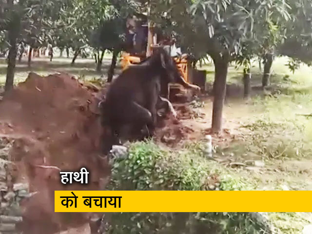 Watch : आंध्र प्रदेश के चित्तूर में कुंए में गिरे हाथी को बचाया 