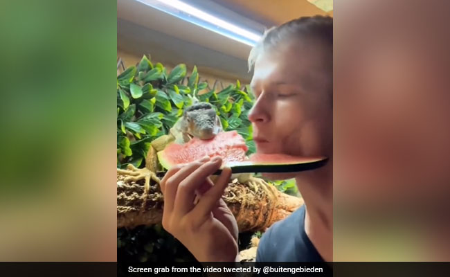 Video Of Pet Iguana Eating Watermelon With Owner Goes Viral