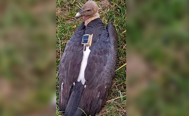 Rare Vulture From Nepal, Missing For 10 Months, Found In Bihar