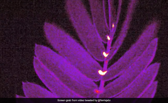 Why Do Touch-Me-Not Leaves Close When Touched? Science Writer Offers Explanation