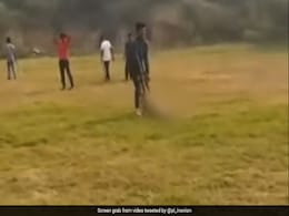 Video: Pregnant Dog Beaten To Death In Delhi, Dragged Across Field Video: Pregnant Dog Beaten To Death In Delhi, Dragged Across Field