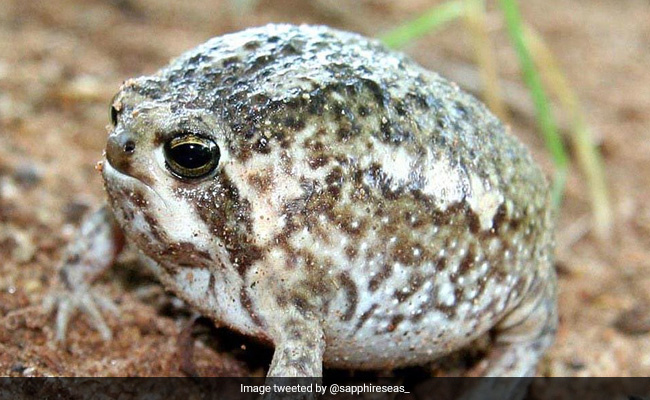 Viral Video: Desert Rain Frog Squeaks, Internet Is Amused