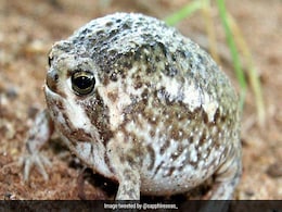 Viral Video: Desert Rain Frog Squeaks, Internet Is Amused Viral Video: Desert Rain Frog Squeaks, Internet Is Amused