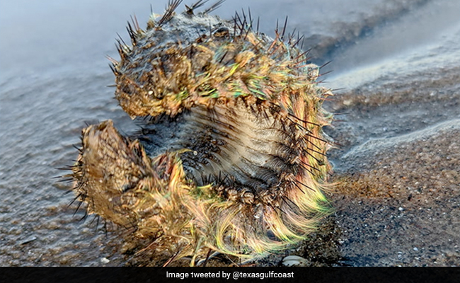 Man Discovers Fluorescent Green 'Alien' While Walking On Beach. Here's What It Was