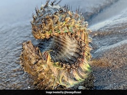 समुद्र किनारे शख्स को मिला हरे रंग का रहस्यमयी जीव, पता चला वो ‘एलियन’ है ! फिर सामने आया ये सच समुद्र किनारे शख्स को मिला हरे रंग का रहस्यमयी जीव, पता चला वो ‘एलियन’ है ! फिर सामने आया ये सच