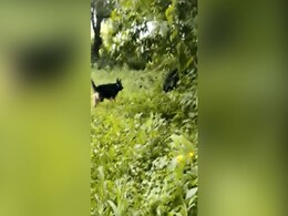 Watch: German Shepherd Chases Off Bear, Saves Owner In Chhattisgarh Watch: German Shepherd Chases Off Bear, Saves Owner In Chhattisgarh