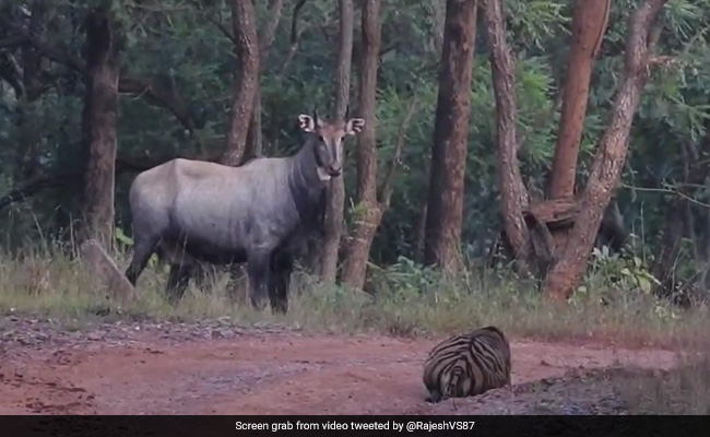 Viral Video: Tiger Loses "Hide And Seek" Battle With Nilgai, Internet Says "Tough Life"
