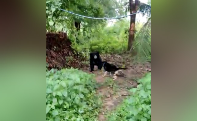 घर में घुस रहे भालू से अकेले ही भिड़ गया कुत्ता, ऐसे बचाई मालिक की जान