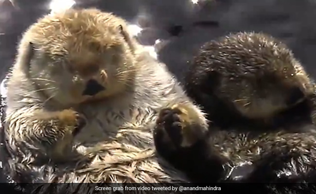 Anand Mahindra Shares Adorable Video Of Otters With A Sweet Message About 'Family'