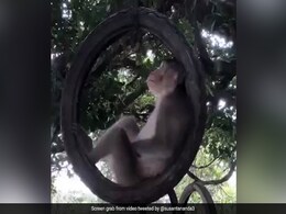 पेड़ पर लटके टायर पर बैठकर बंदर बड़े आराम से झूल रहा था झूला, Video ने जीता दिल, लोग बोले- लाइफ हो तो ऐसी... पेड़ पर लटके टायर पर बैठकर बंदर बड़े आराम से झूल रहा था झूला, Video ने जीता दिल, लोग बोले- लाइफ हो तो ऐसी...