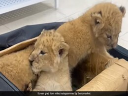 Ukraine's Orphaned Lion Cubs Find A New Home In United States Ukraine's Orphaned Lion Cubs Find A New Home In United States