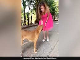 इंफ्लुएंसर ने रील बनाने के दौरान स्ट्रीट डॉग को मारी लात, ट्रोल होने पर मांगी माफी  इंफ्लुएंसर ने रील बनाने के दौरान स्ट्रीट डॉग को मारी लात, ट्रोल होने पर मांगी माफी
