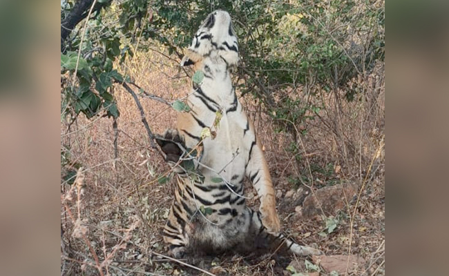 2-Year-Old Tiger Found Hanging By Neck In Madhya Pradesh Tiger Reserve