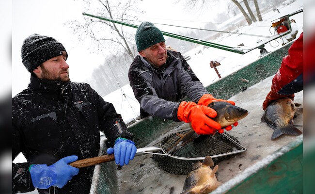 Poles To Shell Out More On Christmas Carp As Prices Rise Poles To Shell Out More On Christmas Carp As Prices Rise