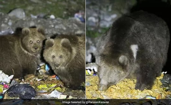 Bureaucrat Shares Photo Of Himalayan Brown Bears Eating Trash Left By Tourists, Internet Furious