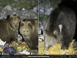 Bureaucrat Shares Photo Of Himalayan Brown Bears Eating Trash Left By Tourists, Internet Furious Bureaucrat Shares Photo Of Himalayan Brown Bears Eating Trash Left By Tourists, Internet Furious