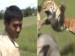 Video: ऊंची छलांग मारकर हाथी पर बैठे महावत को झपट्टा मारकर बुरी तरह घायल कर गया टाइगर Video: ऊंची छलांग मारकर हाथी पर बैठे महावत को झपट्टा मारकर बुरी तरह घायल कर गया टाइगर